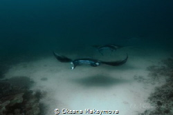 Manta rays, passing near cleaning station in the Sulwaesi... by Oksana Maksymova 